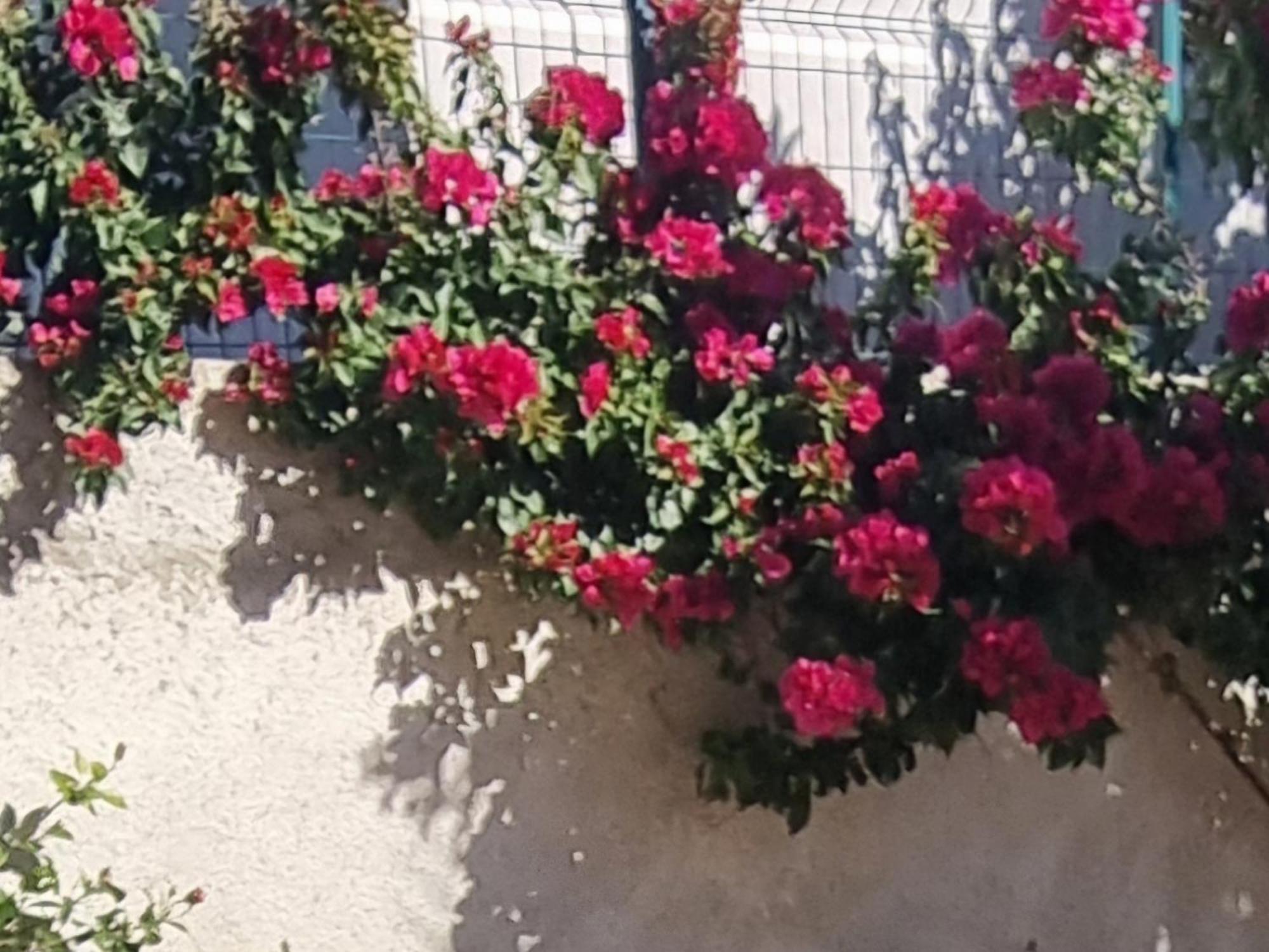 Vila Megi-Rent Room Vlorë Rom bilde